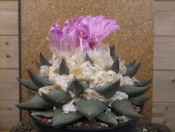 Ariocarpus confusus Aramberi XXL 15 cm Cites IA - 12416749