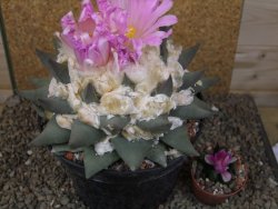 Ariocarpus confusus Aramberi XXL 15 cm Cites IA - 12416754