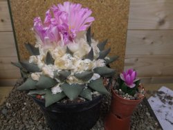 Ariocarpus confusus Aramberi XXL 15 cm Cites IA - 12416755