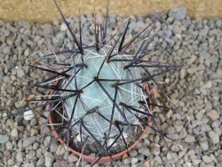 Tephrocactus alexanderi fiambalensis Fiambala, květináč 6,5 cm - 12416759