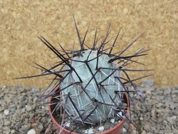 Tephrocactus alexanderi fiambalensis Fiambala, květináč 6,5 cm - 12416760