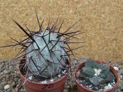 Tephrocactus alexanderi fiambalensis Fiambala, květináč 6,5 cm - 12416761