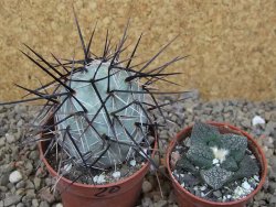 Tephrocactus alexanderi fiambalensis Fiambala, květináč 6,5 cm - 12416762