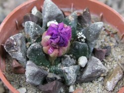 Ariocarpus scapharostrus Rayones hrubá forma, květináč 5,5 cm - 12416803