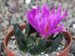 Ariocarpus scapharostrus Rayones, květináč 5,5 cm - 12416809