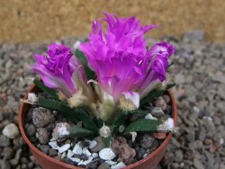 Ariocarpus agavoides květináč 6,5 cm cites IA