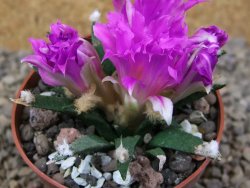 Ariocarpus agavoides květináč 6,5 cm cites IA - 12416813