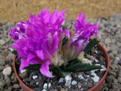 Ariocarpus agavoides květináč 6,5 cm cites IA - 12416817