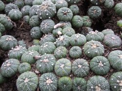 Astrophytum asterias - 12378157