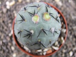Tephrocactus geometricus XL ball - 12372324