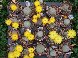 Sulcorebutia heliosoides LH 1544 Tarabucilo