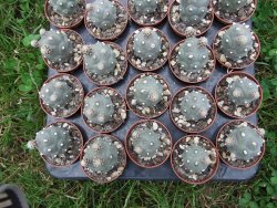 Tephrocactus articulatus pot 5,5 cm