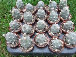 Tephrocactus articulatus pot 5,5 cm - 12372338