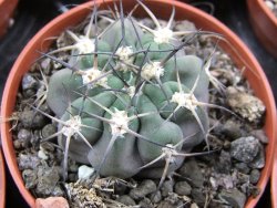 Acanthocalycium glaucum pot 5,5