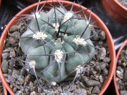 Acanthocalycium glaucum pot 5,5 - 12397212