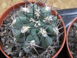 Acanthocalycium glaucum pot 5,5 - 12397214