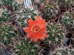 Acanthocalycium ferrari WR 572 N of Santa Maria Tucuman, pot 5,5 cm