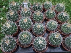 Echinofossulocactus erectocentrus SB 286 Dr. Arroyo