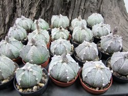 Astrophytum Super Kabuto hybrid 5 costa pot 5,5 cm - 12372390