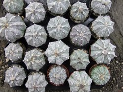 Astrophytum Super Kabuto hybrid 6+ costa pot 5,5 cm