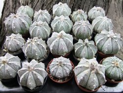 Astrophytum Super Kabuto hybrid 6+ costa pot 5,5 cm - 12372394