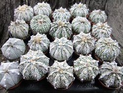 Astrophytum Super Kabuto hybrid bílá forma pot 5,5 cm - 12372396