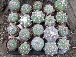 Astrophytum Super Kabuto hybrid zelená forma pot 5,5 cm