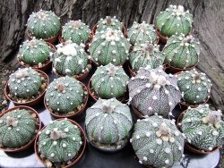 Astrophytum Super Kabuto hybrid zelená forma pot 5,5 cm - 12372400