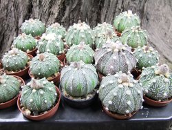 Astrophytum Super Kabuto hybrid zelená forma pot 5,5 cm - 12372401