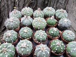 Astrophytum asterias hybrid pot 5,5 cm