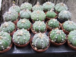 Astrophytum asterias hybrid pot 5,5 cm - 12372405