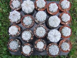 Astrophytum Super Kabuto hybrid snow, pot 5,5 cm - 12372412