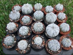 Astrophytum Super Kabuto hybrid snow, pot 5,5 cm - 12372413