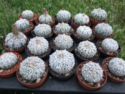 Astrophytum Super Kabuto, pot 5,5 cm