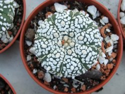 Astrophytum Super Kabuto, pot 5,5 cm