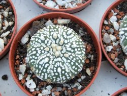 Astrophytum Super Kabuto, pot 5,5 cm - 12379093