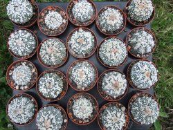 Astrophytum Hanazano Kabuto, pot 5,5 cm - 12372435