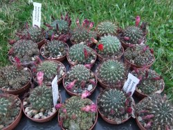 Sulcorebutia polymorpha pot 5,5 cm