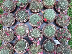 Sulcorebutia polymorpha pot 5,5 cm - 12372443