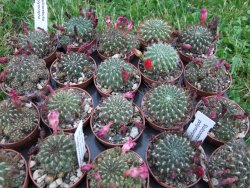 Sulcorebutia polymorpha pot 5,5 cm - 12372444