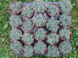 Tephrocactus pulcherimus Incahuasi 10 rostlin pot 5,5 cm - 12372447