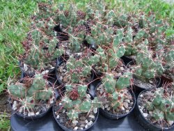 Tephrocactus rossianus aurantiaco flore pot 5,5