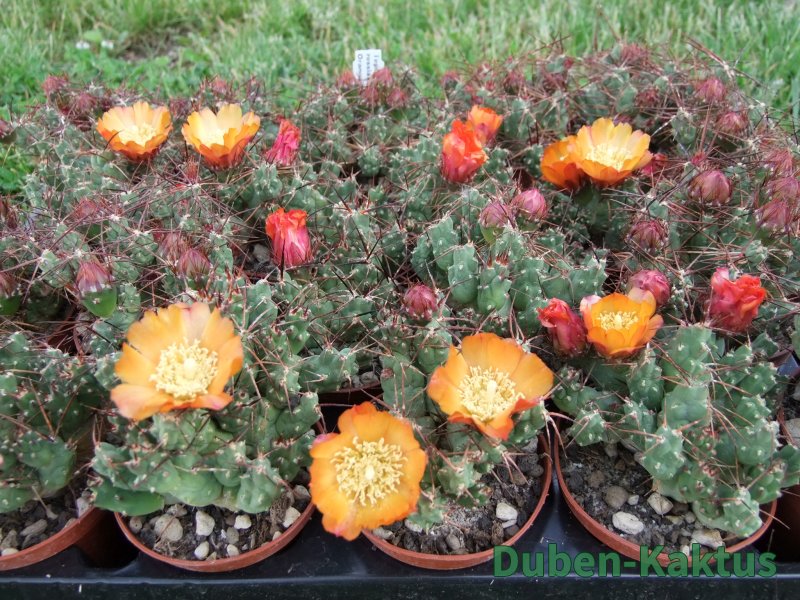 Tephrocactus rossianus aurantiaco flore pot 7 cm - 12372455