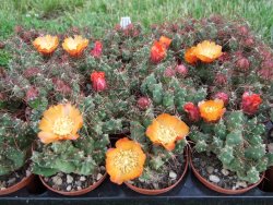 Tephrocactus rossianus aurantiaco flore pot 7 cm