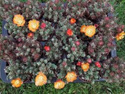 Tephrocactus rossianus aurantiaco flore pot 7 cm - 12372456