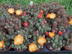 Tephrocactus rossianus aurantiaco flore pot 7 cm - 12372457