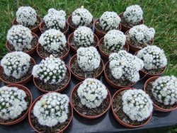 Mammillaria gracilis Arizona Snowcup pot 5,5 cm