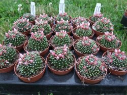 Mammillaria paintneri pot 5,5
