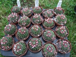 Mammillaria paintneri pot 5,5 - 12372463