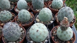 Tephrocactus geometricus S, pot 5,5 cm